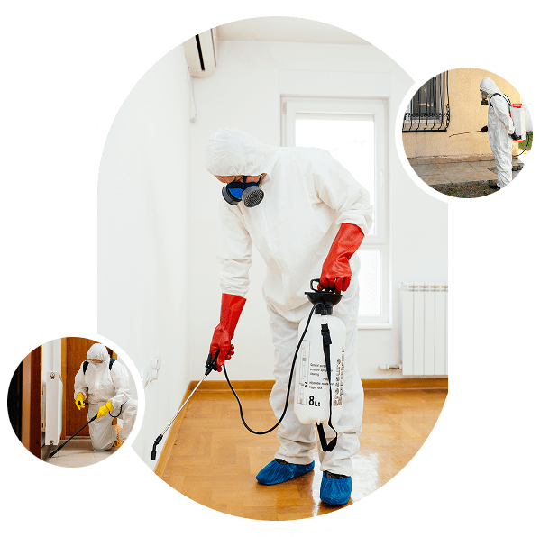 Pest control professionals in protective suits spraying.